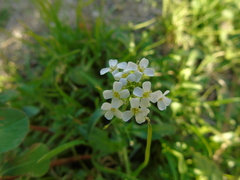 Capsella grandiflora
