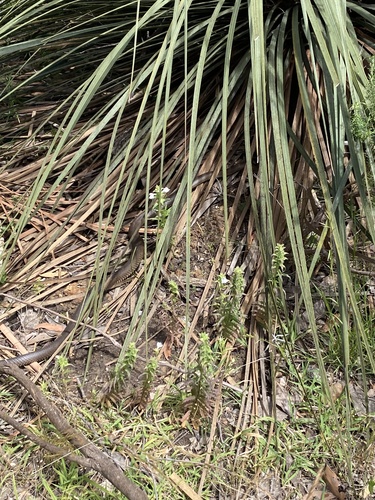 Eastern Brown Snake sighting