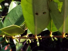 Glochidion littorale