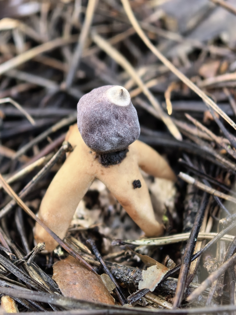 Geastrum quadrifidum