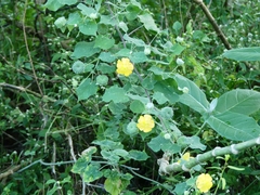 Abutilon indicum