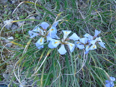 Iris unguicularis