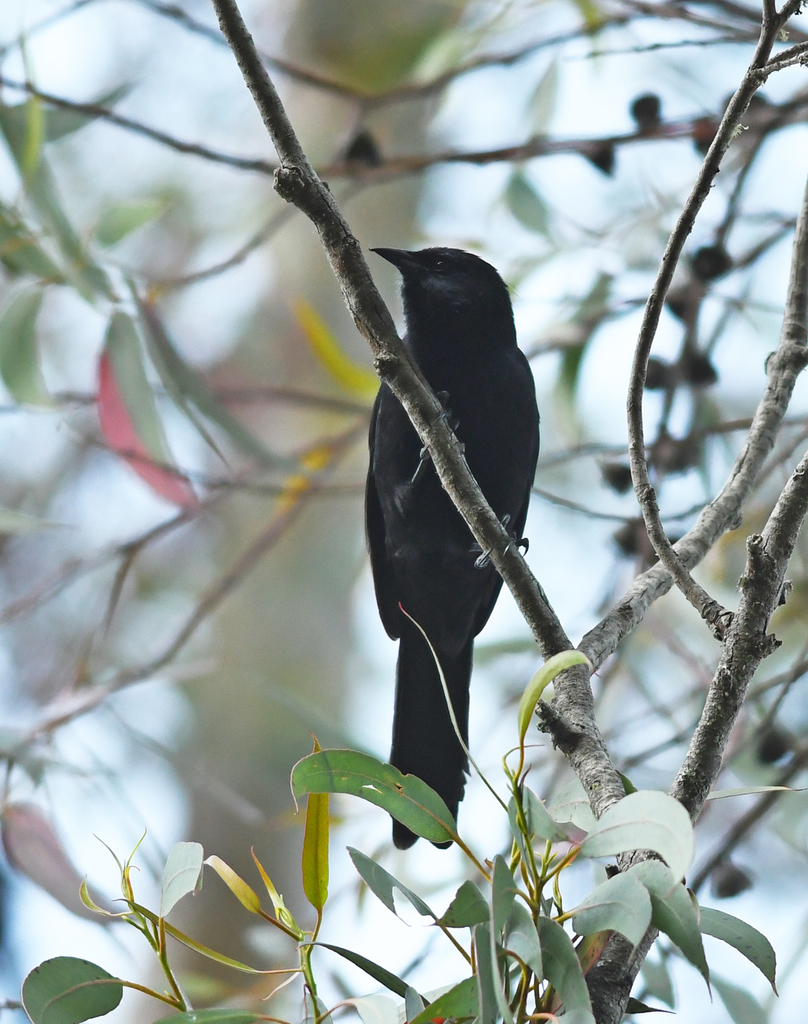 Mountain Grackles