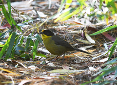 Atlapetes pallidinucha