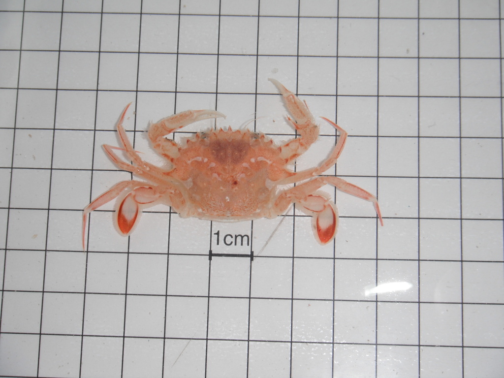 Portunid crab