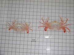 Macropipus tuberculatus