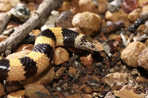 Southern Desert Banded Snake sighting