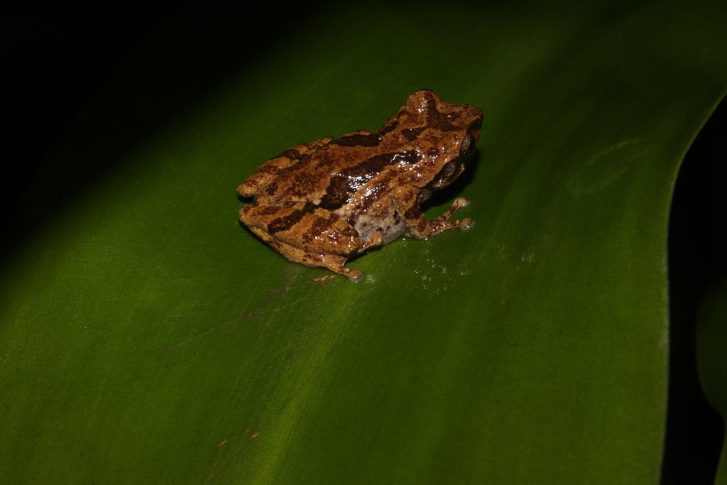 Katak-semak ungaran (Philautus jacobsoni)