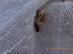 Horvathiolus superbus