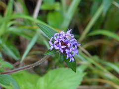 Crusea hispida