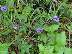 Crusea hispida