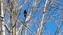 Corvus brachyrhynchos