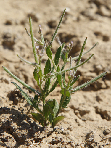 Strigosella africana (L.) Botsch.