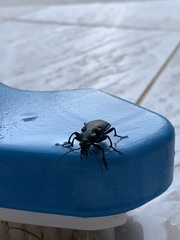 Calosoma alternans