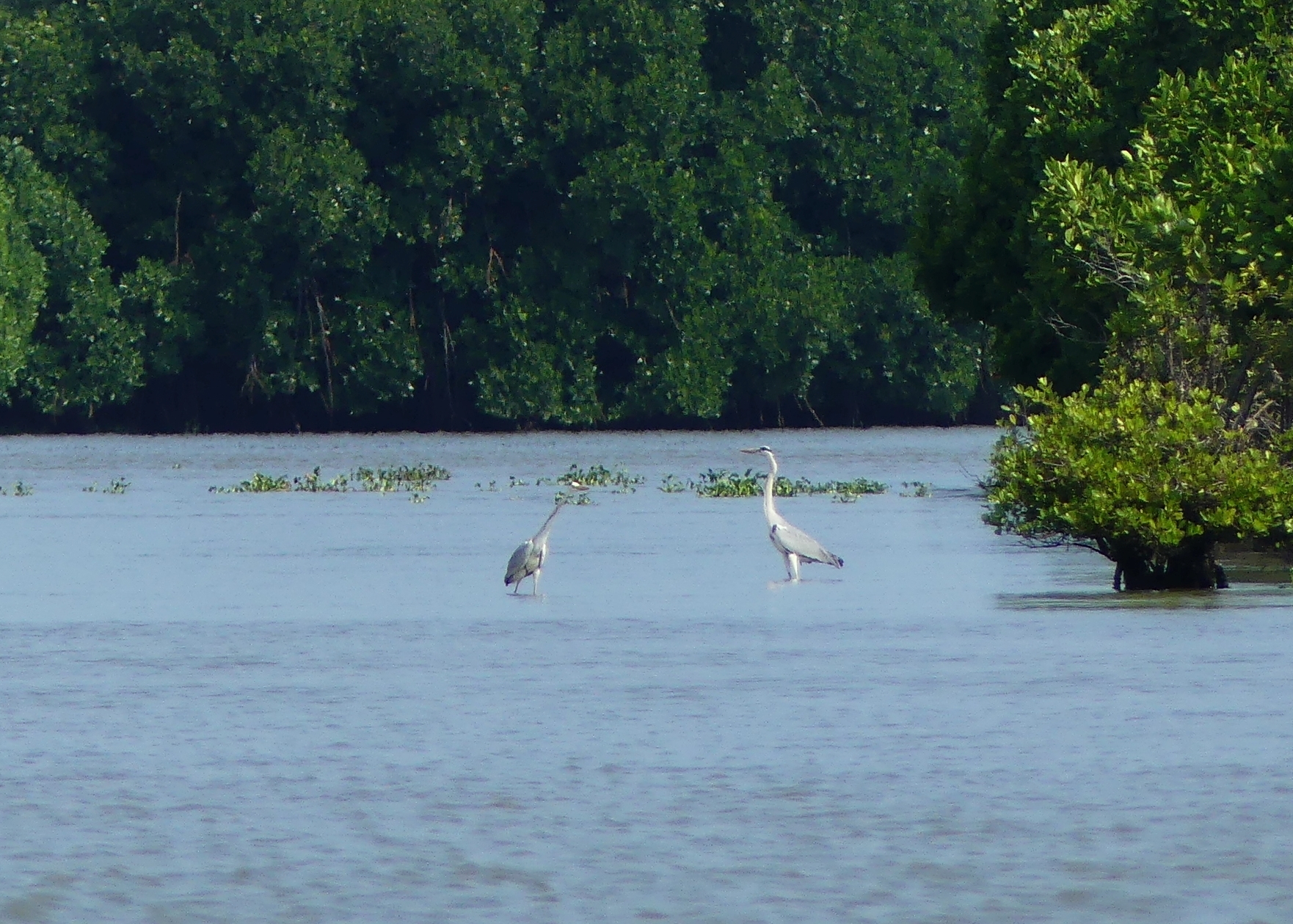 Grey Heron