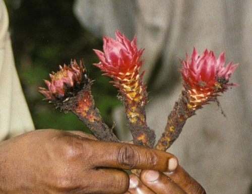 Ground Pineapple