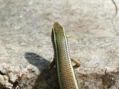 Eutropis carinata