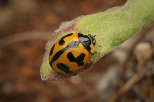 Small Transverse Ladybird Beetle photo 3