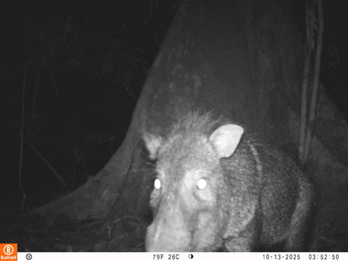 Collared Peccary