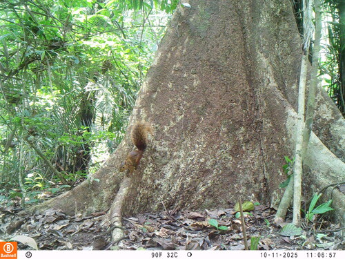 Southern Amazon Red Squirrel