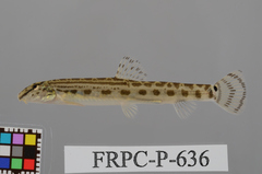 Ariake Stripe Spined Loach photo 1