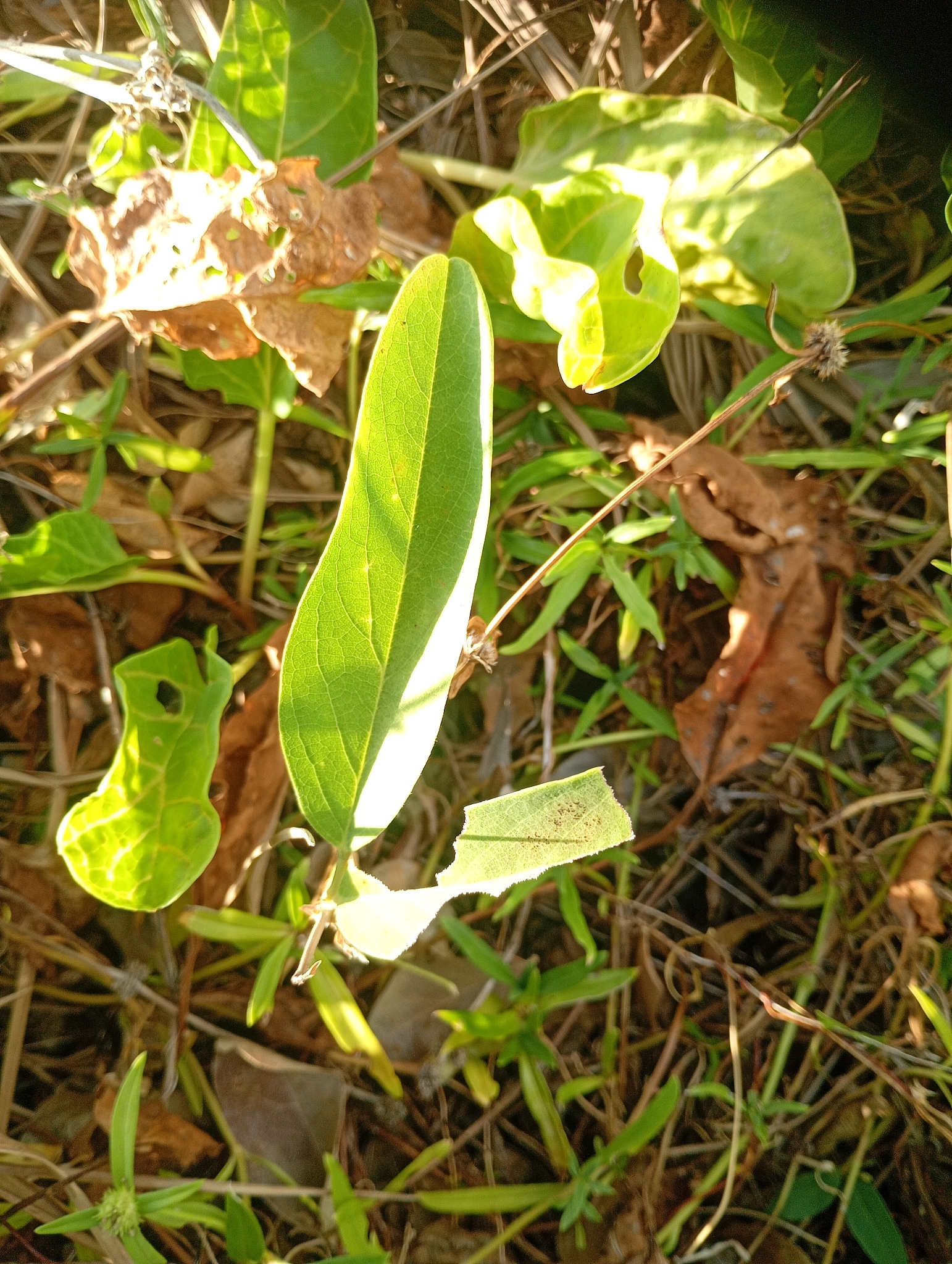 Ipomoea imperati