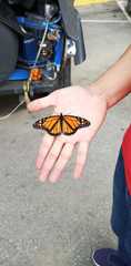 Danaus plexippus image