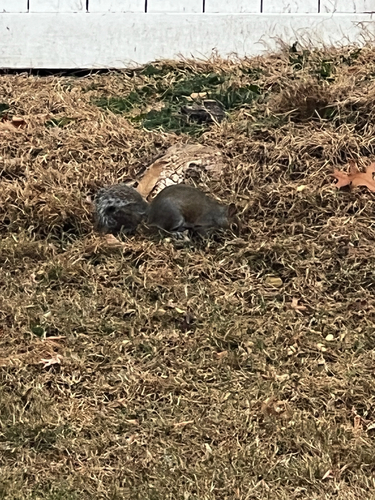 Eastern Gray Squirrel