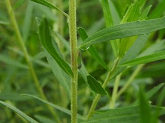 Bucephalogonia xanthophis