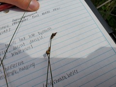 Carex chordorrhiza