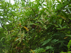 Muehlenbeckia sagittifolia