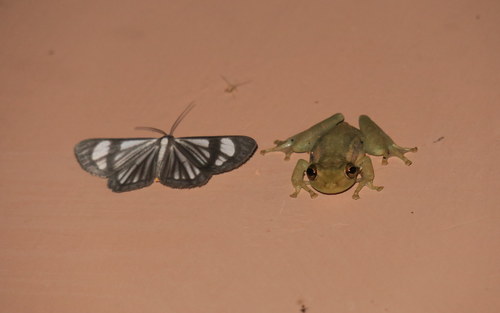 Tsachila Snouted Treefrog, Scinax tsachila