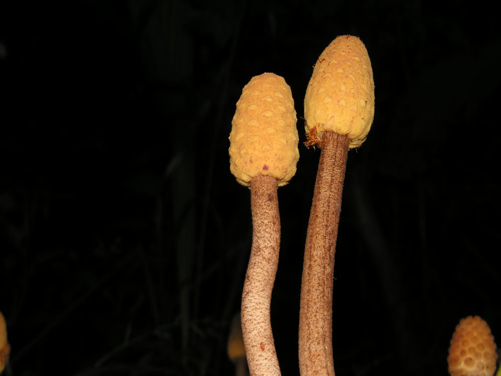 Helosis
