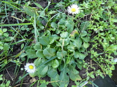 Bellis perennis