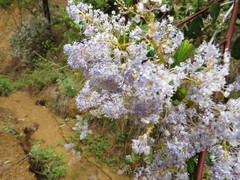 Ceanothus caeruleus