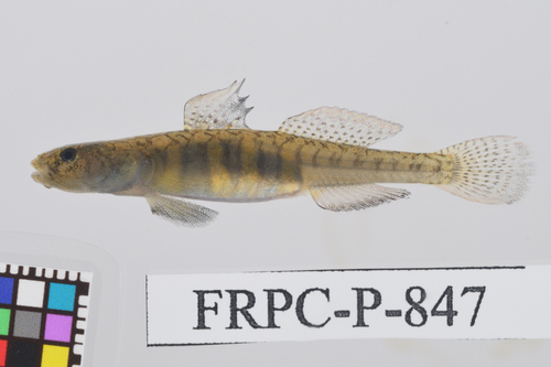 Bigjaw goby