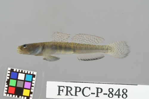 Bigmouth gudgeon goby (Gymnogobius macrognathos) — Gobiidae — 3