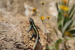 Sceloporus smithi