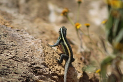Sceloporus smithi