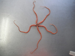 Ophiothrix