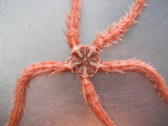 Ophiothrix