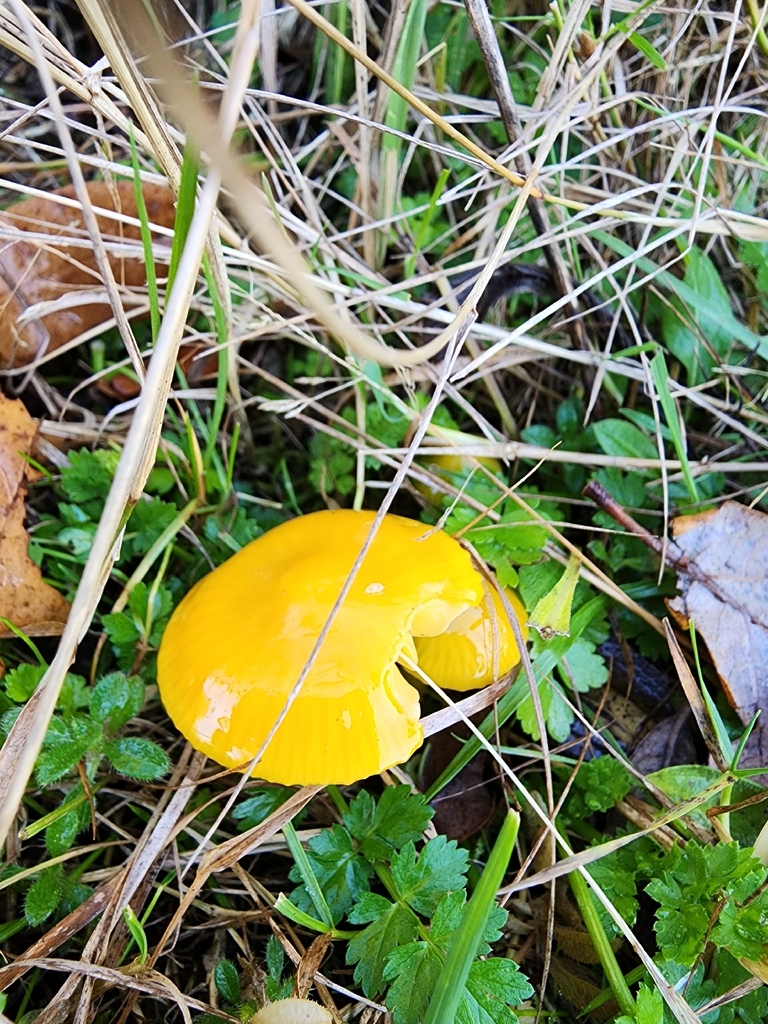 Gliophorus psittacinus · December 2025 · photo: © dave_r_clark (iNaturalist, cc-by)