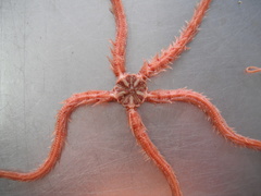 Ophiothrix