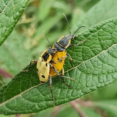 Chauliognathus flavipes