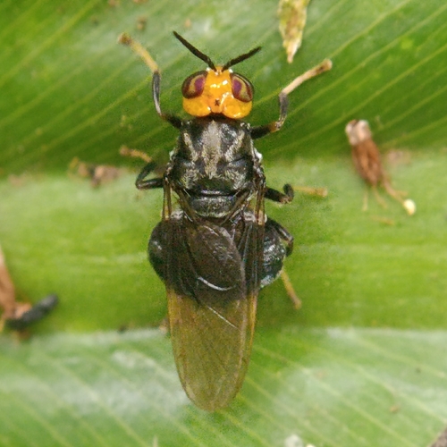 Cyphomyia gracilicornis