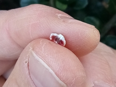 Pulvinaria innumerabilis