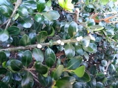 Pulvinaria innumerabilis