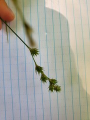 Carex echinodes