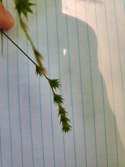 Carex echinodes