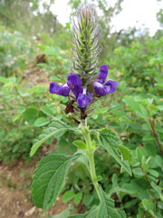 Stachytarpheta acuminata